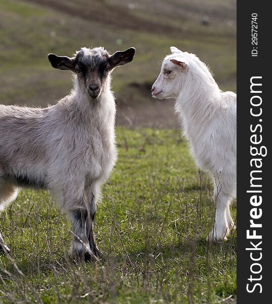 Goats grazing on the first spring