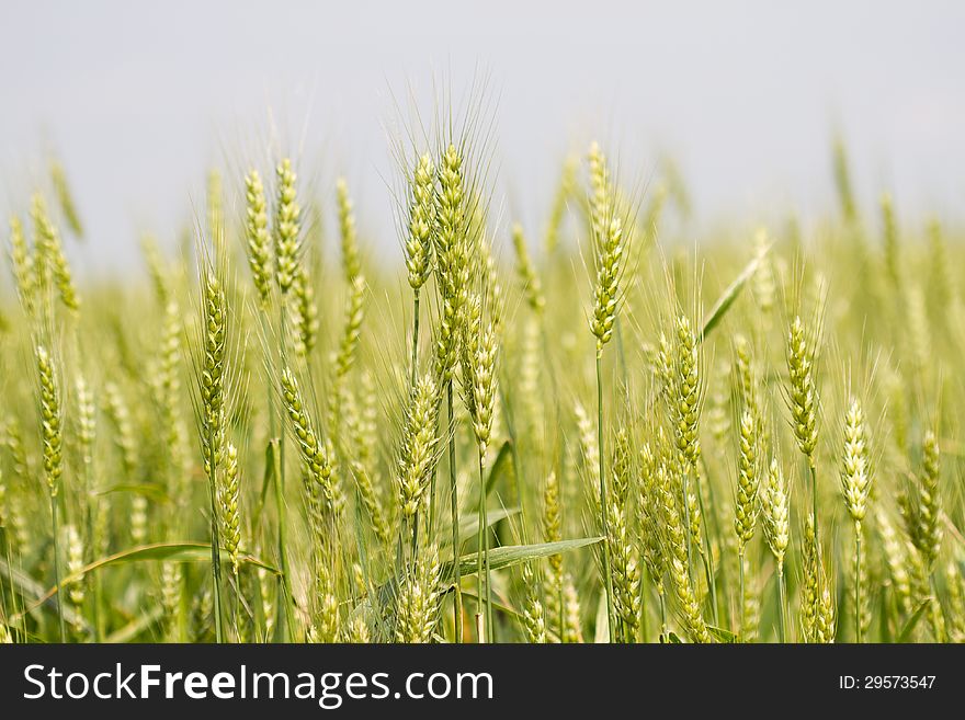 Unripe green wheat in the field