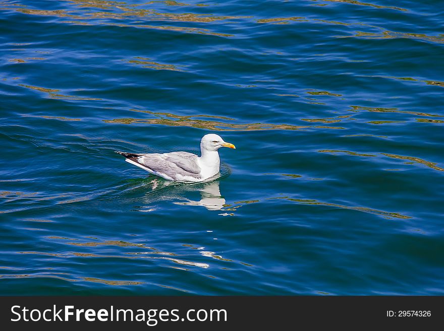 A swimming Gull in Saint-Laurent river, Quebec, Canada
