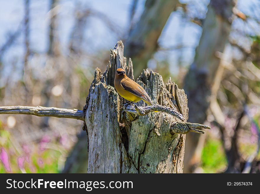 A Cedar Waxwing bird in a forest on Bonaventure Island in Gaspesie, Quebec, Canada. A Cedar Waxwing bird in a forest on Bonaventure Island in Gaspesie, Quebec, Canada