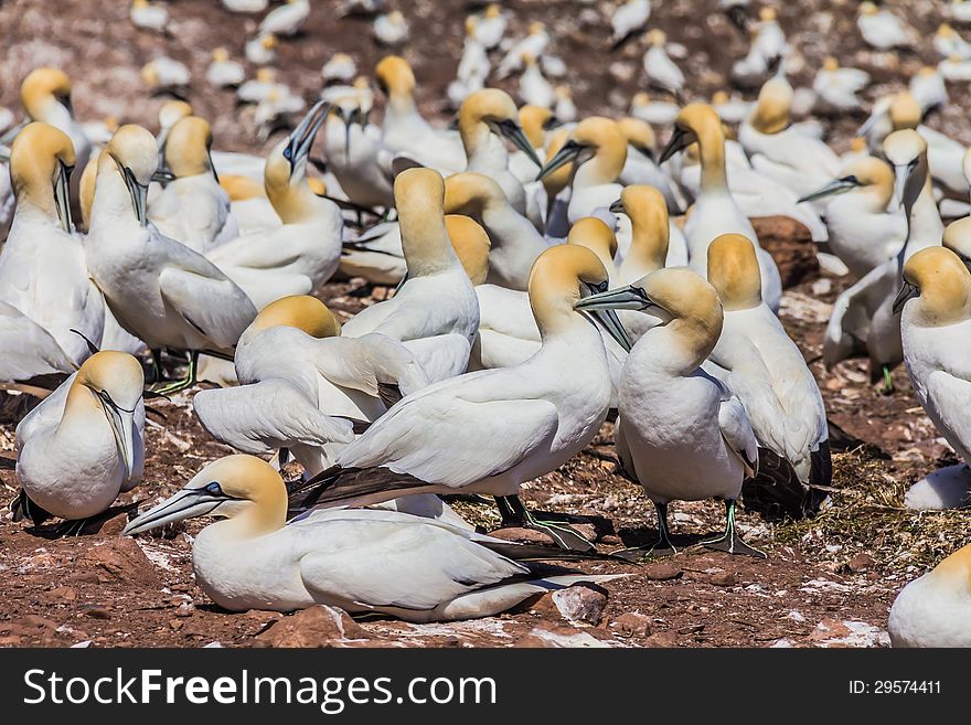 Northern Gannet Colony