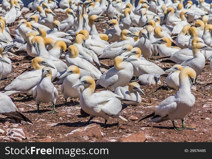 Northern Gannet Colony on Bonaventure Island, Quebec, Canada