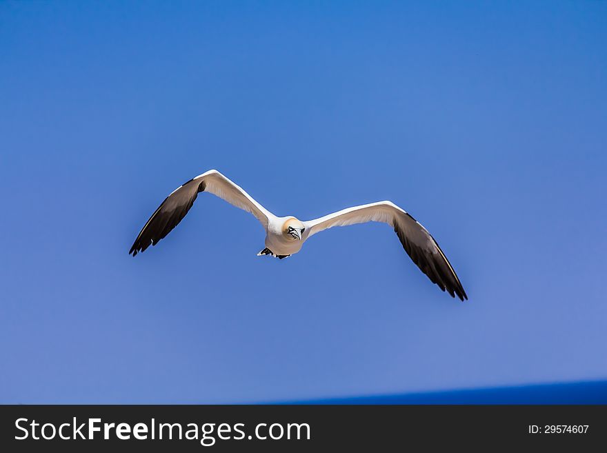 Northern Gannet Colony on Bonaventure Island, Quebec, Canada