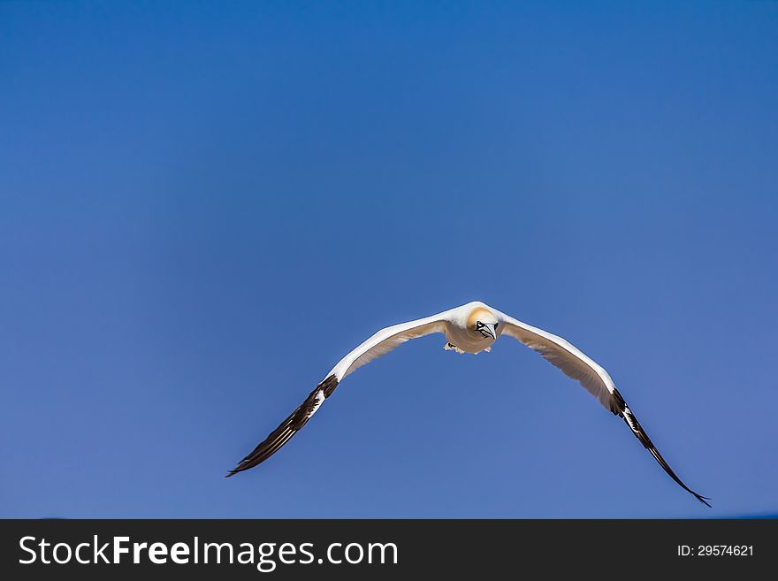 Northern Gannet Colony