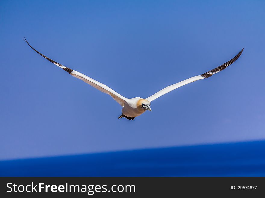 Northern Gannet Colony on Bonaventure Island, Quebec, Canada