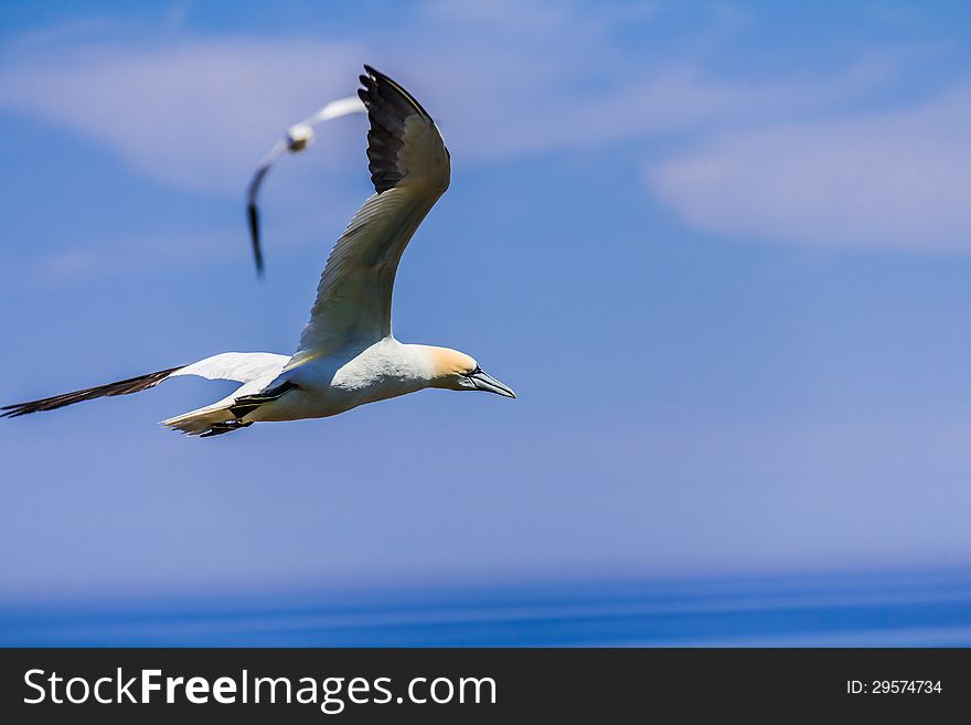 Northern Gannet Colony on Bonaventure Island, Quebec, Canada