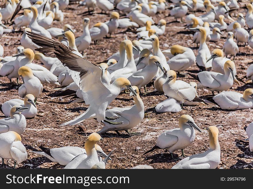 Northern Gannet Colony on Bonaventure Island, Quebec, Canada