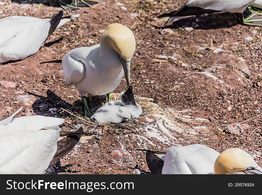 Northern Gannet feeding his baby in a Northern Gannet colony on Bonaventure Island in Gaspesie, Quebec, Canada