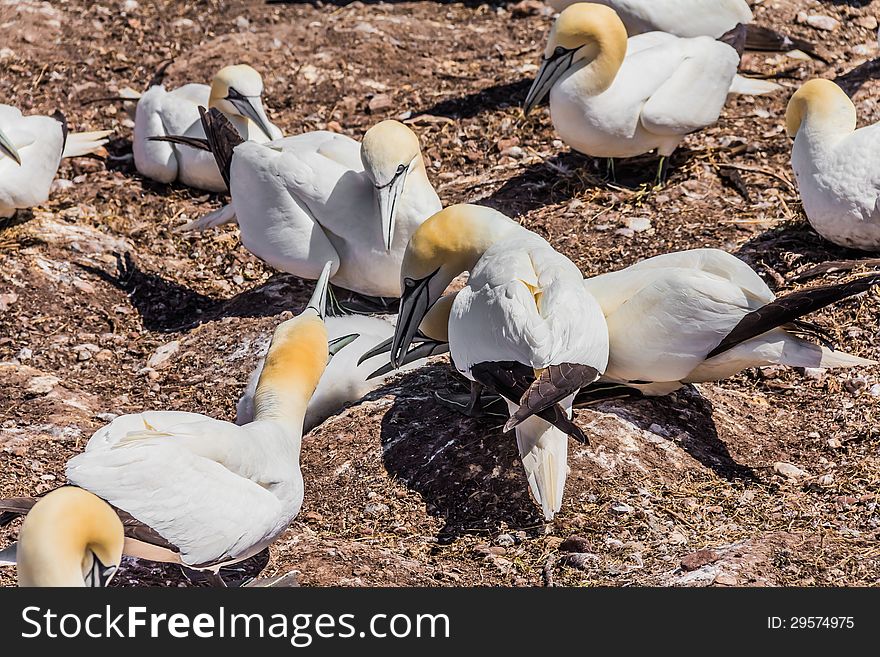 Northern Gannet Colony