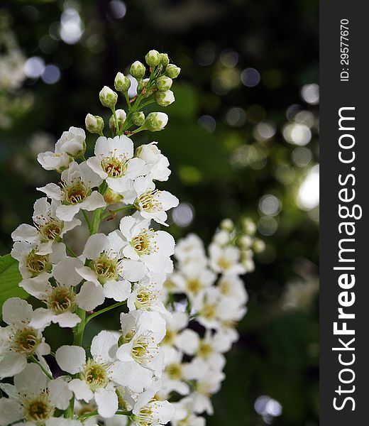 Bird-cherry tree flowers