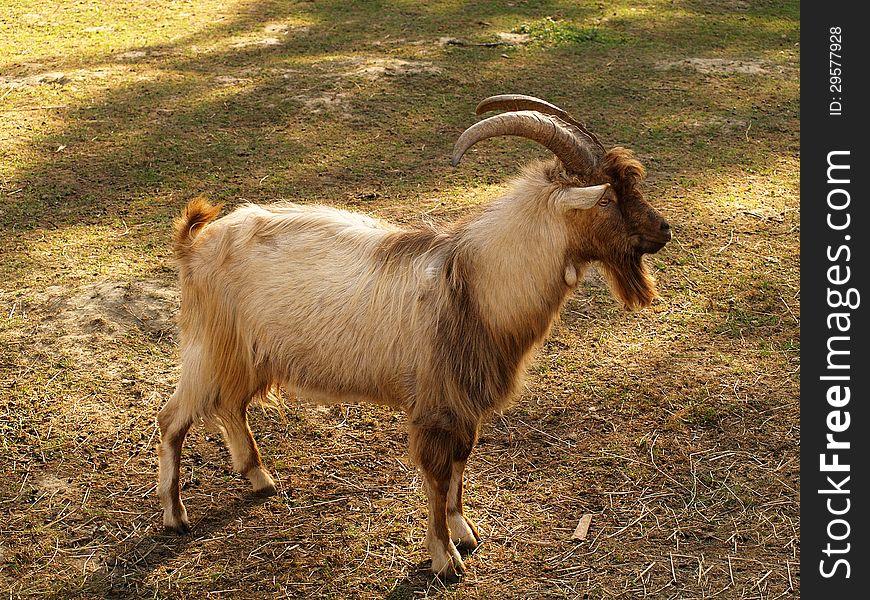 Portrait of goat in the field