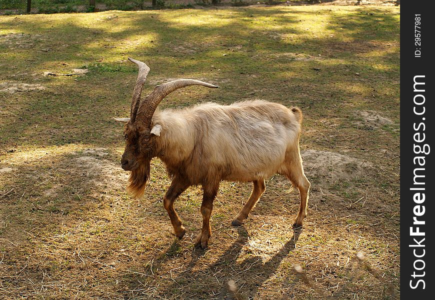Portrait of goat in the field