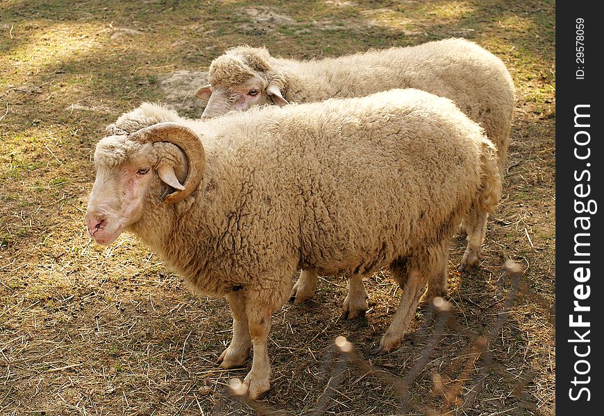 Sheeps