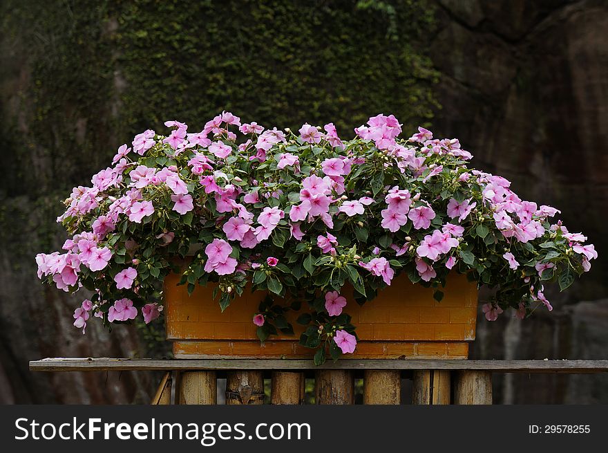 Beautiful potted flowers in vat.