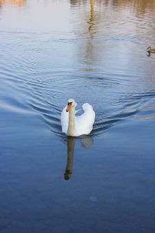 Swan Stock Photos Swan Stock Photos