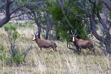 Kudu Royalty Free Stock Images