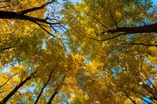 Fall Colours And Blue Sky Royalty Free Stock Photography