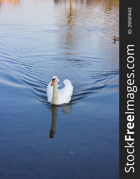 A beautiful swan in the Adda river