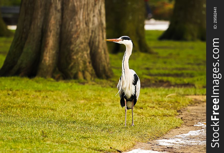 View on a bird in winter. View on a bird in winter