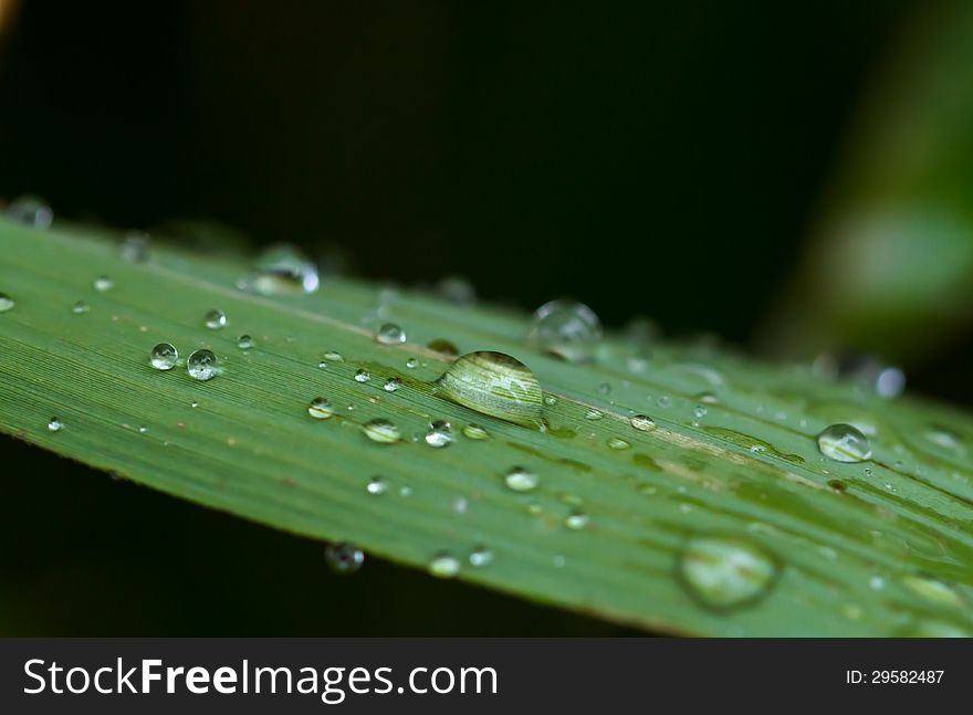 Rain Drops On A Leaf