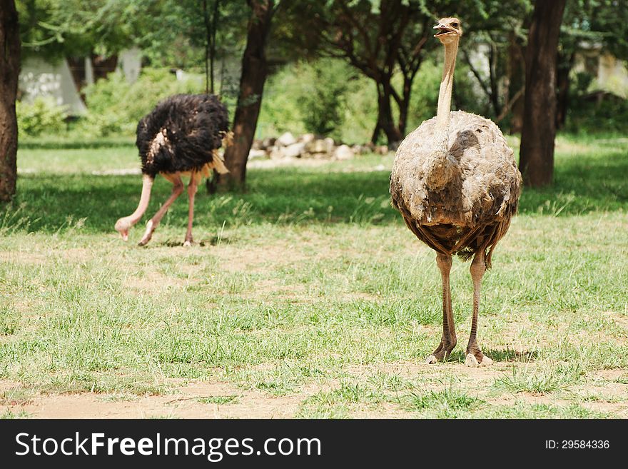 Male and female ostrich on a safari in Kenya
