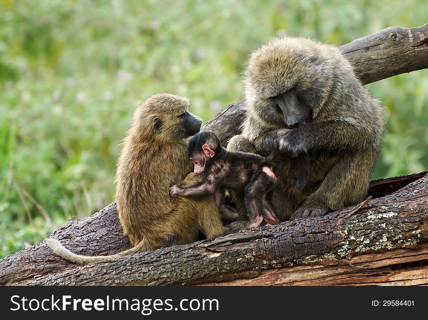 Two olive baboons sitting on a tree with a young between them. Two olive baboons sitting on a tree with a young between them