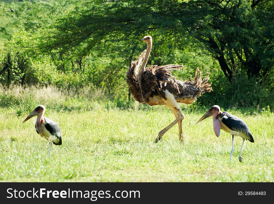 Female ostrich with two marabous on a grass field
