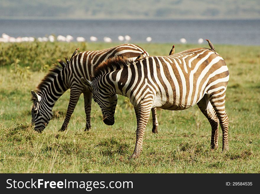 Two zebras and some oxpeckers on a grass field in Lake Nakuru, Kenya. Two zebras and some oxpeckers on a grass field in Lake Nakuru, Kenya