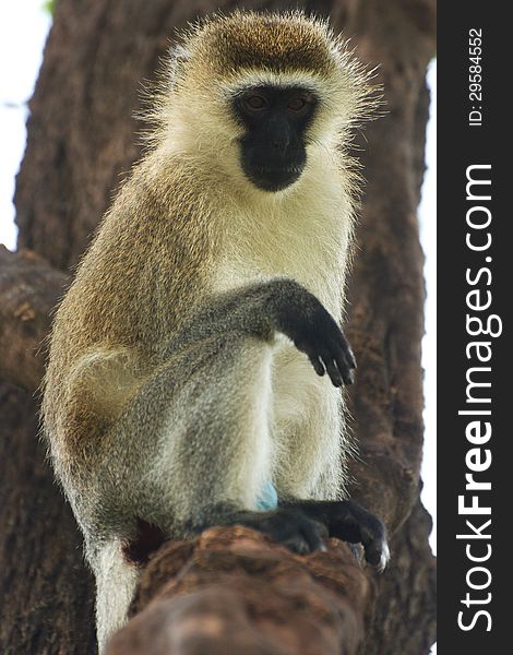 Vervet Monkey On A Tree Branch