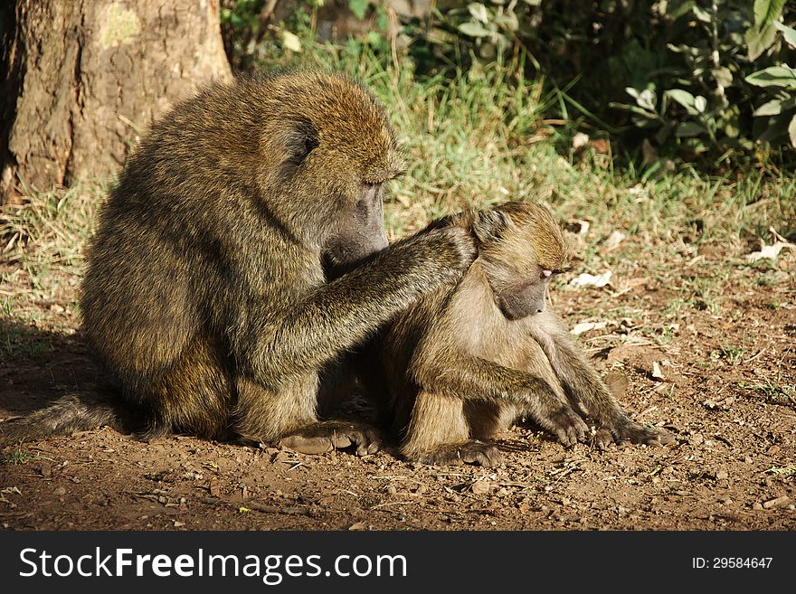 Olive baboon picking fur of a young one. Olive baboon picking fur of a young one