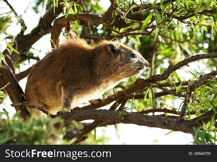 Rock hyrax sitting on a tree branch at Lake Nakuru, Kenya. Rock hyrax sitting on a tree branch at Lake Nakuru, Kenya