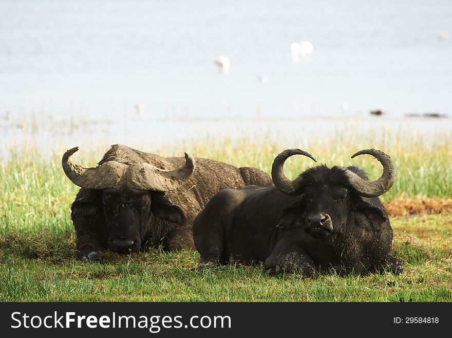 Two african buffalos lying in grass