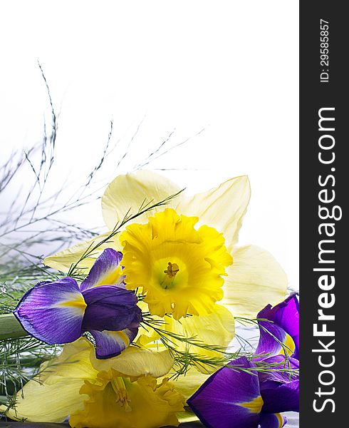 Narcissus with green foliage and a violet iris flower isolated against white