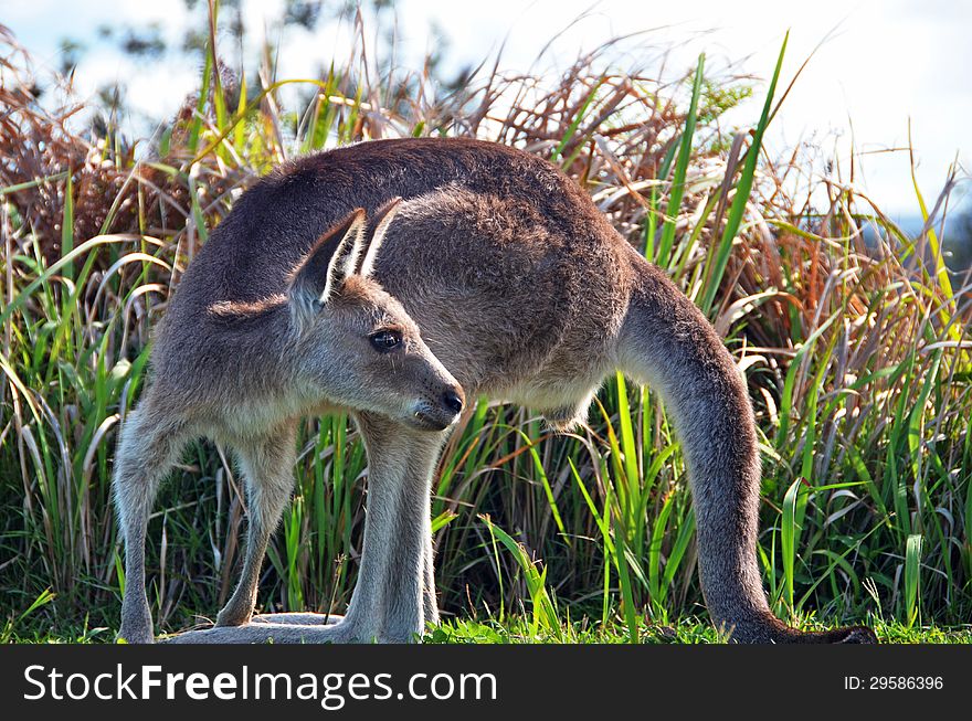 A close up photograph of a native Australian small kangaroo that is wild and free in the bushland of Stradbroke Island, Queensland, Australia. The kangaroo is a favorite of the creatures of the wildlife of Australia. A close up photograph of a native Australian small kangaroo that is wild and free in the bushland of Stradbroke Island, Queensland, Australia. The kangaroo is a favorite of the creatures of the wildlife of Australia.