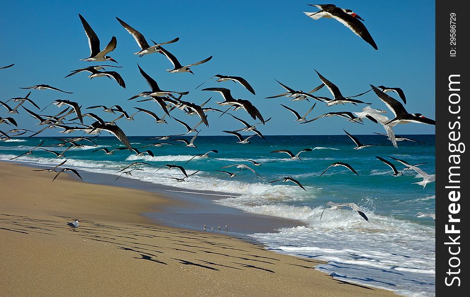 Terns on the Florida coast...with shadows on the sand...and beautiful sky with ocean waves. Terns on the Florida coast...with shadows on the sand...and beautiful sky with ocean waves.