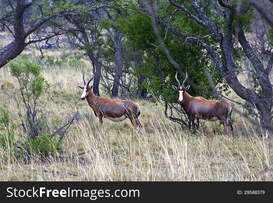 Kudu in South African bush