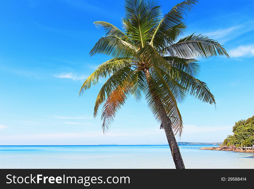 Coconut tree on the background of the sea. Beautiful sea landscape. Coconut tree on the background of the sea. Beautiful sea landscape.