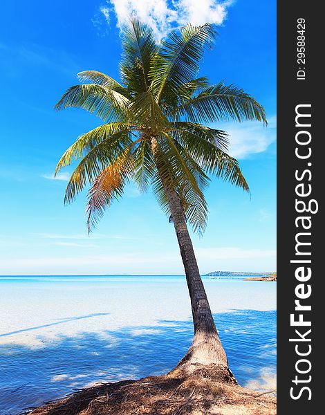 Coconut tree on the background of the sea. Beautiful sea landscape. Coconut tree on the background of the sea. Beautiful sea landscape.