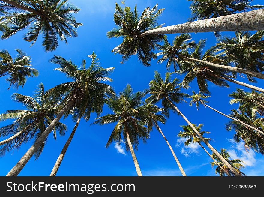 Crowns of coconut trees against a blue sky. Crowns of coconut trees against a blue sky