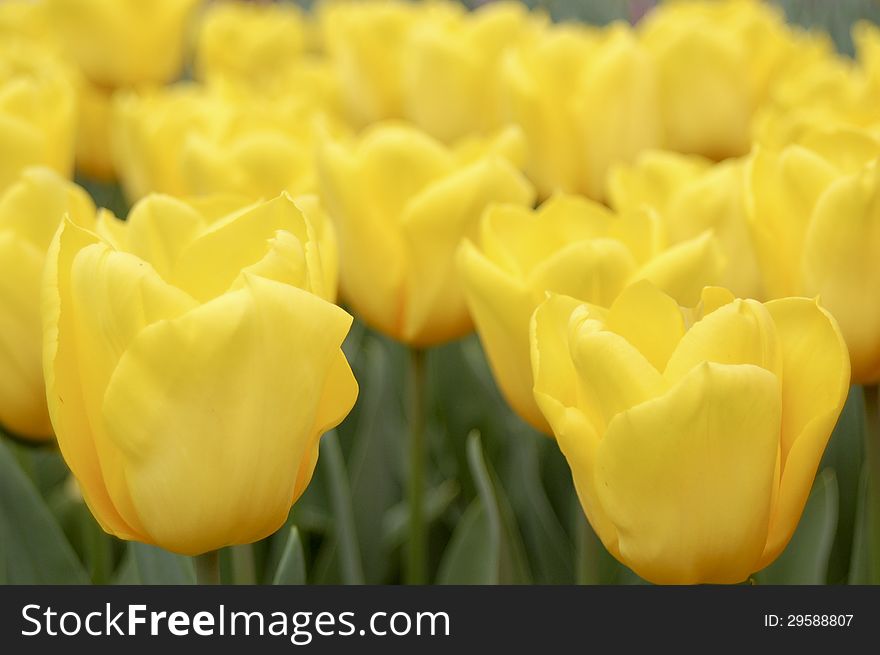 Yellow tulips in the Netherlands. Yellow tulips in the Netherlands