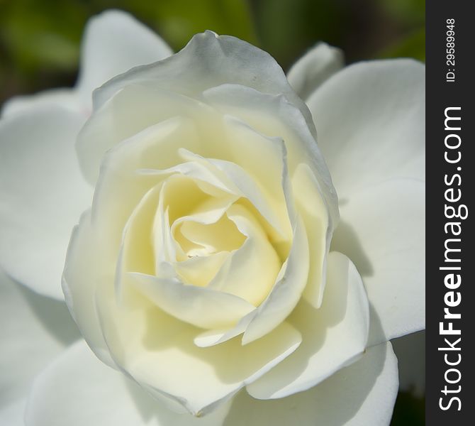 Close up of a white rose. Close up of a white rose