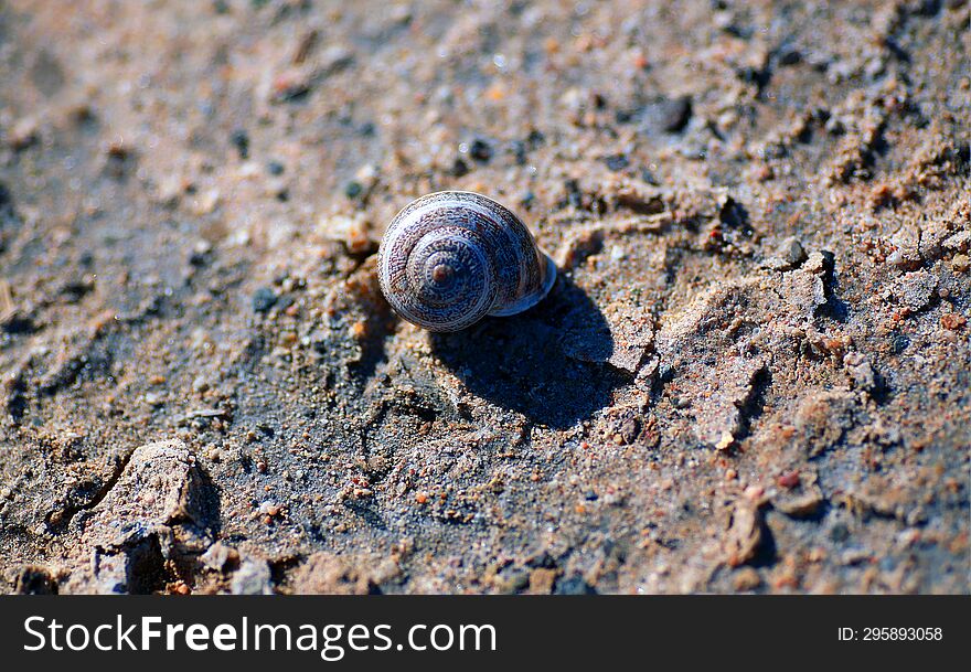 sea snail on the sandy beach