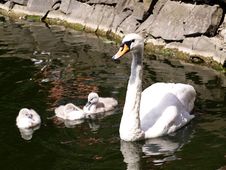 Swan Family Royalty Free Stock Images