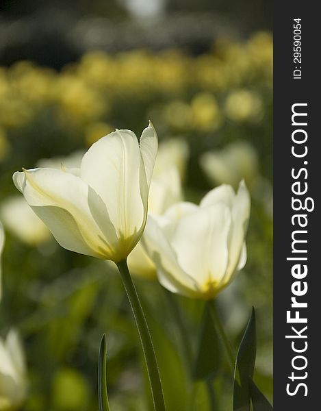 White tulips in a field of daffodills