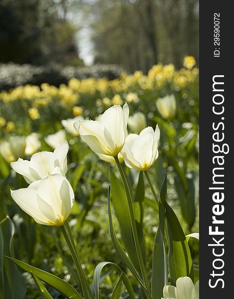 White tulips in a field of daffodills