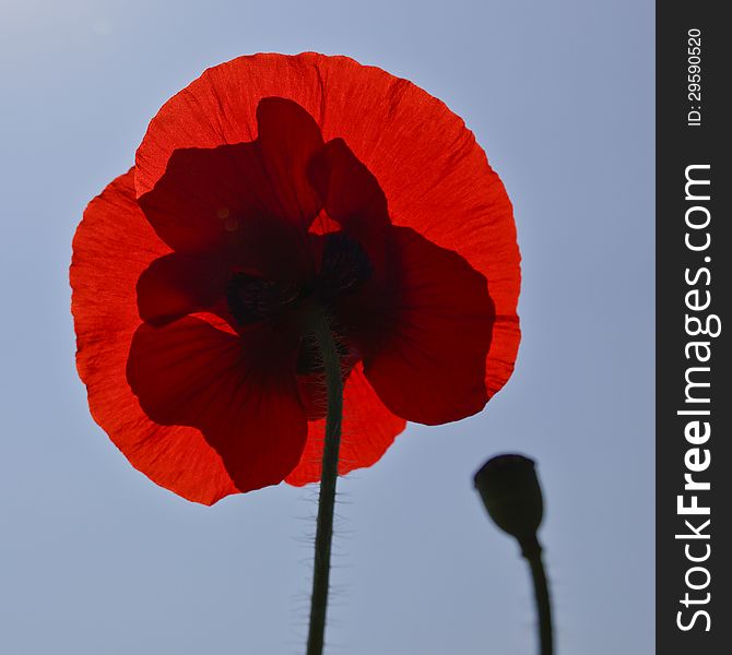 Translucent poppy with shadow and a blue sky