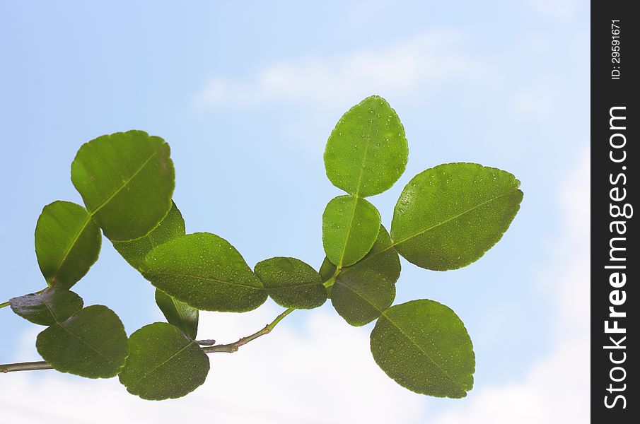 Kaffir Lime or Bergamot leaves on blue sky background.