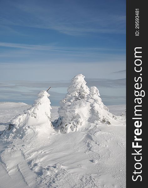 Part of high mountain landscape - small fir trees, frozen and covered by deep snow