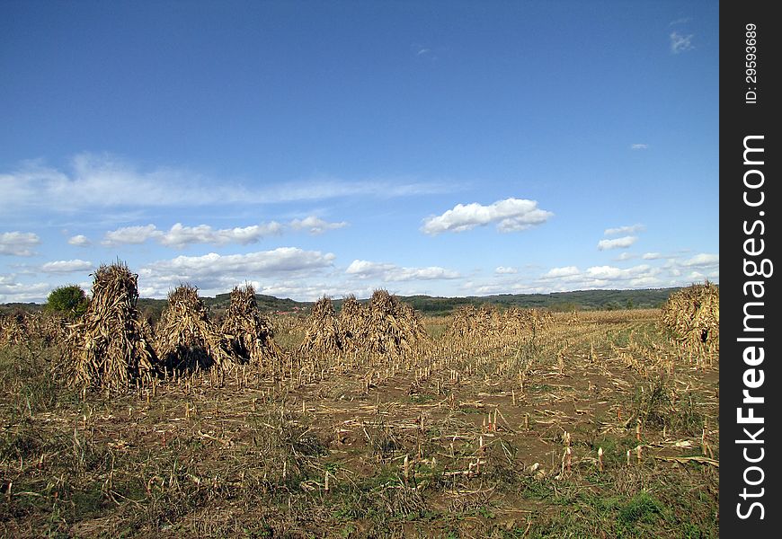 Corn field after harvest time