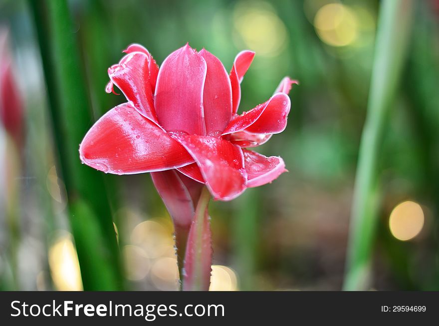 Close up Torch Ginger red flowers